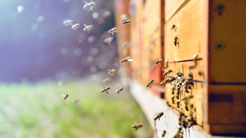   工业平板电脑厂家:用最新的机器视觉技术追踪健康的蜂巢种群 